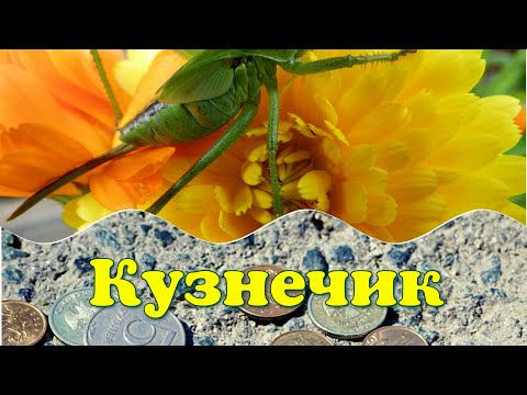 Кузнечик или каждый слышит то, на что настроен. Притча