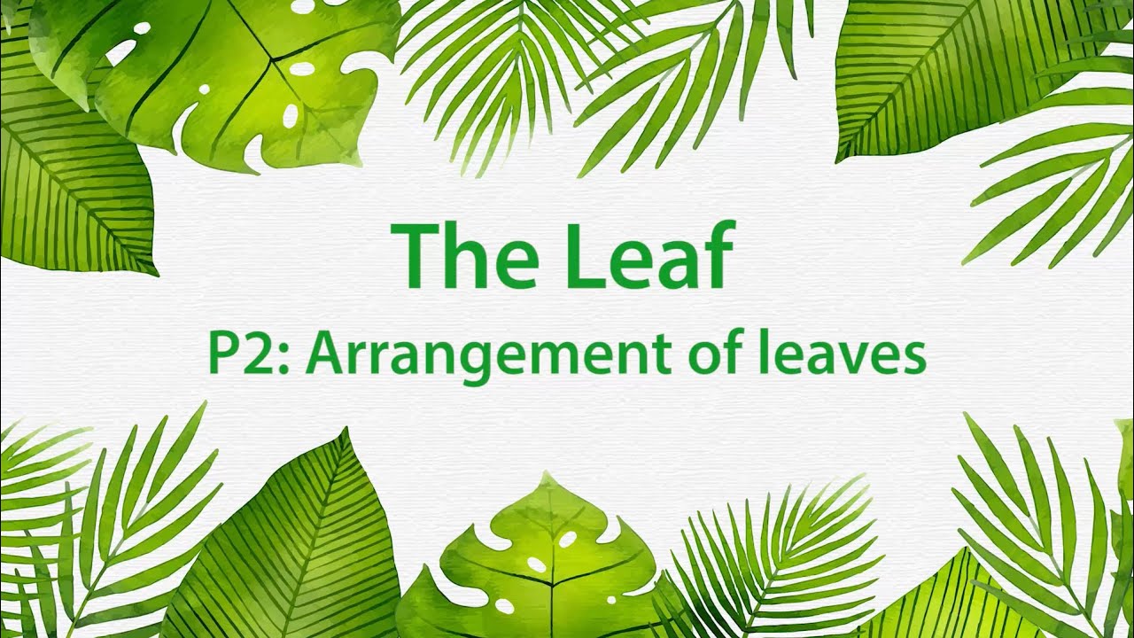 Montessori Elementary: The Leaf (Presentation 2 - Arrangement of leaves