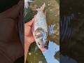 ✅😍Crazy Fishing Adventure Gone Wrong🐠