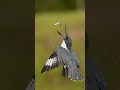 Belted Kingfisher mid air fish recovery