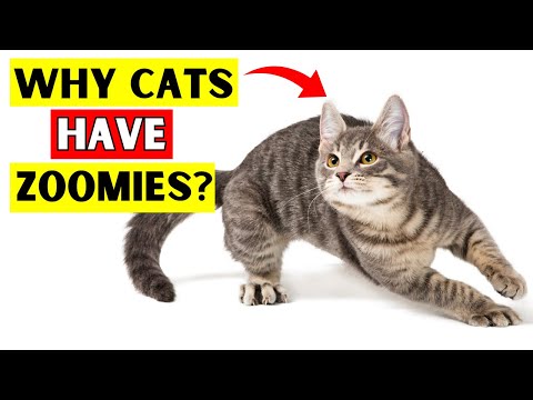 猫のズーミー現象とは？5つの理由と対処法を獣医師が解説