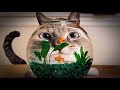 【海外の反応】衝撃!水槽vs猫に世界が仰天!外国人「猫たちは魚を捕まえたいんだよねwww」