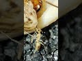 #coloniedefourmis #myrmecology #fourmis #ant #ants #elevagefourmis #fourmi #myrmecologie #antkeeping