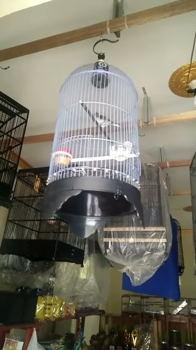 YUHINA CILILIN PADI GACOR TEMBAKAN NGEROLL RAPAT