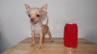 chihuahua mini toy for sale