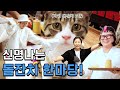 고양이 돌잔치 ep.02 🎂 ㅣ 돌잔치는 이용당했군요. 바위보다 더 신난 인간들🤦