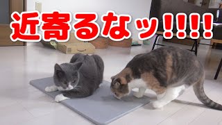 【悲報】仲の悪い猫たちのあいだに珪藻土マットを置いた結果ｗｗｗ