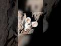Animals that scientists recently discovered 😳#animals #viral #shorts #facts #shortvideos #foryou