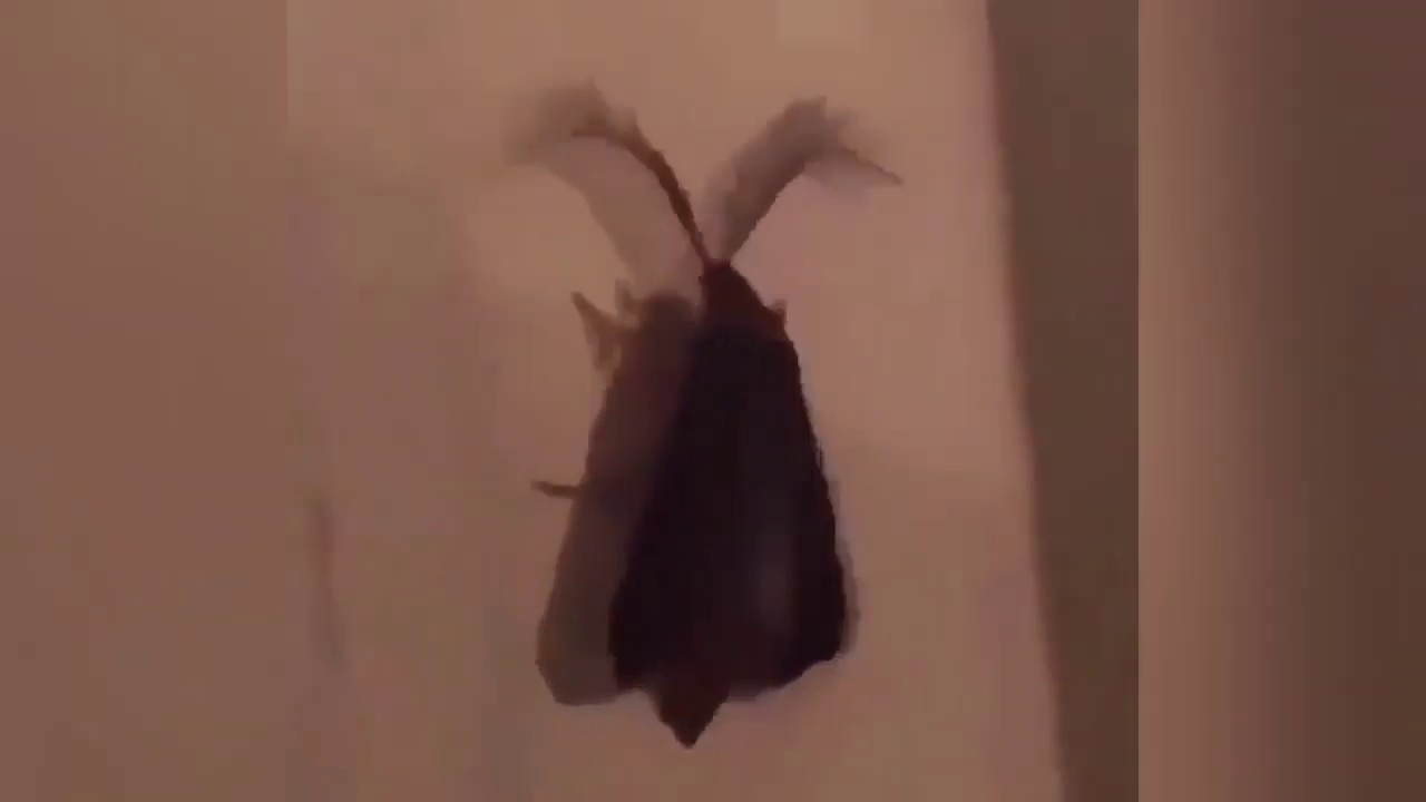 it's a eyelash bug YouTube