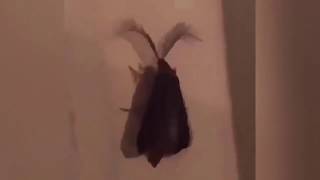it's a eyelash bug