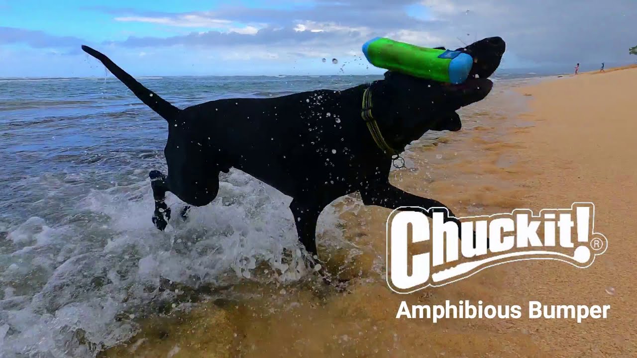 chuckit amphibious bumper