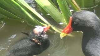 第6天的生命教育紅冠水雞Common Moorhen