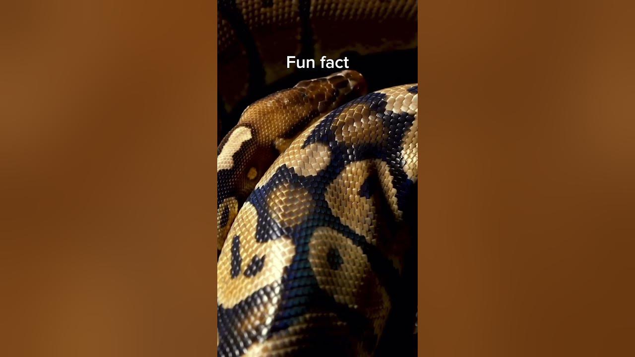 How do snakes smell YouTube