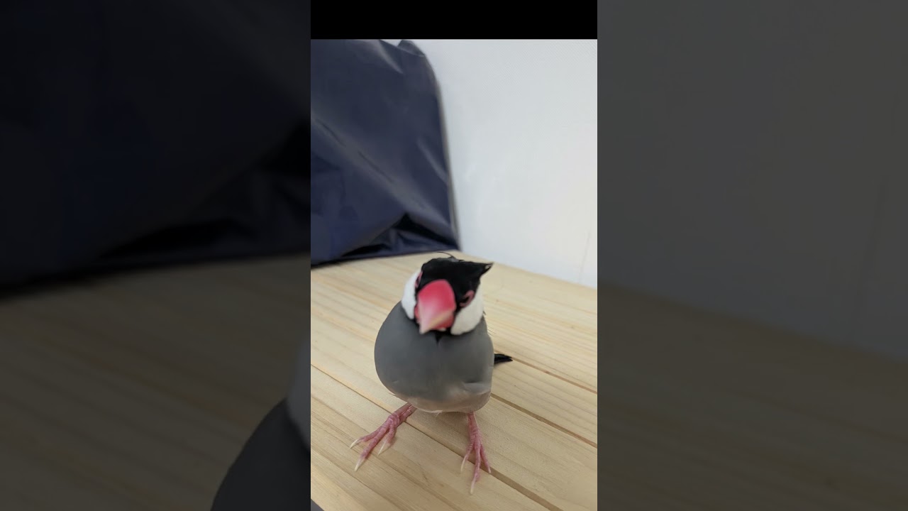 行きたいところ #文鳥 #桜文鳥 #javasparrow #鳥 #ぶんちょう - YouTube
