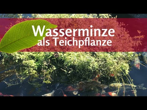 Video: Schwimmende Teichpflanzen – So verwenden Sie schwimmende Pflanzen für Teiche