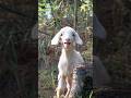 Oğlak Sesi | Capricorn Voice 😇🐐 #animalsounds #hayvansesleri #goat #keçi #cuteanimals #köy #fyp