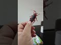 Kokon Kokon