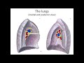 The segmental structure of the lungs