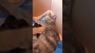 Мама кошка кормит котят последний раз. Мама кошка кормит котят последний раз.