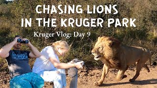 Kruger Park DAY 9: Unforgettable LION sighting around BERG-EN-DAL | Rhino Perimeter Trail
