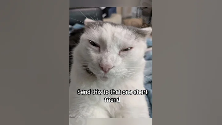 What starts with s and ends with t #cat #funny #fyp #memes #georgieebom