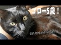 【5歳誕生日記念動画】ゴローの1年【総集編】