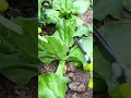 Process of harvesting fresh green vegetable leaves directly from fertile soil.