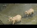 Will The Baby Capybaras Jump to Safety? Donut Macaroni Choco Momiji