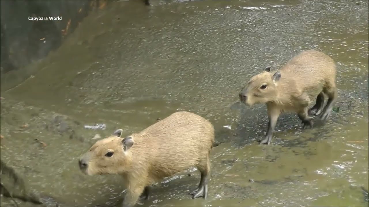 Babies Nibble Dead Capybara or is She? エクスタシーのベビー