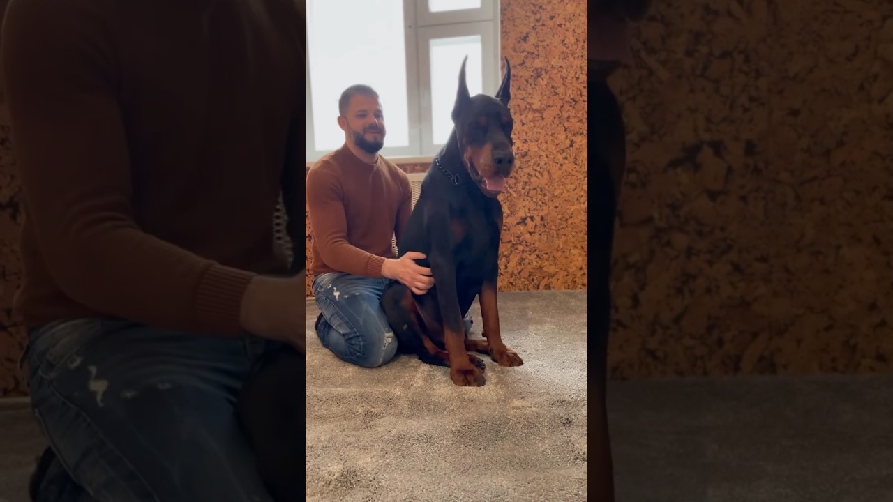 The Biggest European Doberman Pinscher EVER!