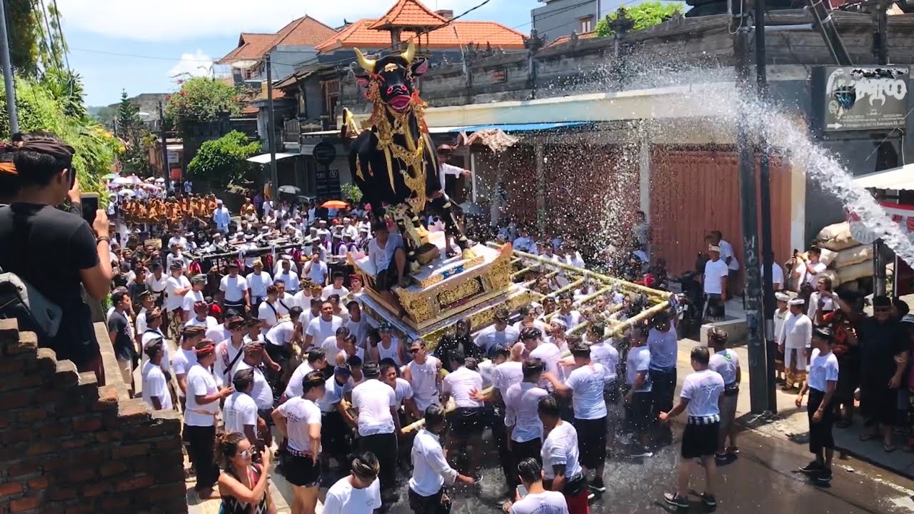 Ngarap Lembu Selem Jeroan Lebah Klungkung   #ngaben #klungkung #bali
