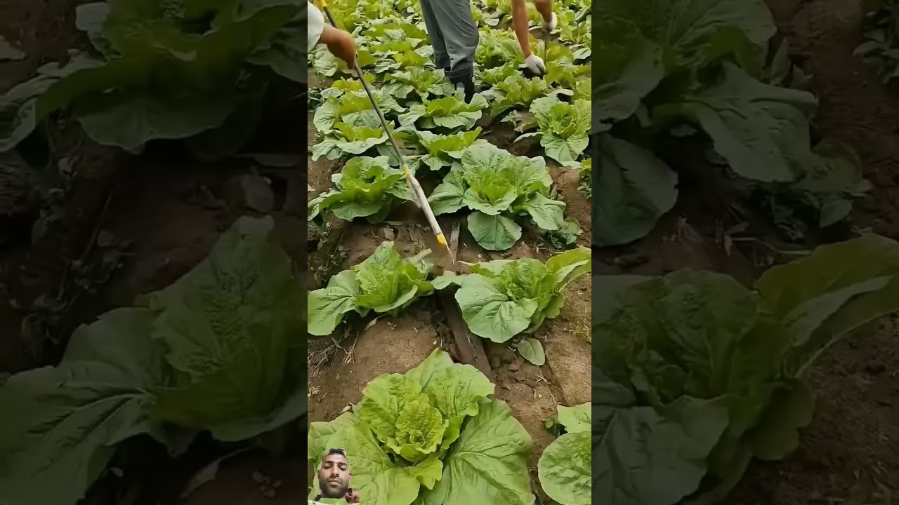 Unique vegetable farming 