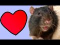 The rat review movie theo