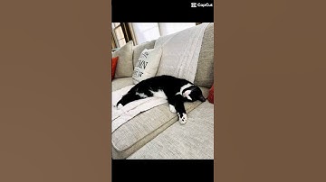 Lazy cat vibes! #catshorts #shorts #catvideos #cat #lazycat #cats #catlovers