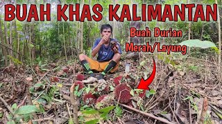 Adventure looking for red durian in the Kalimantan forest