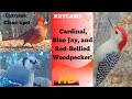 Close-up of a Cardinal, Blue Jay, and Red Bellied Woodpecker!