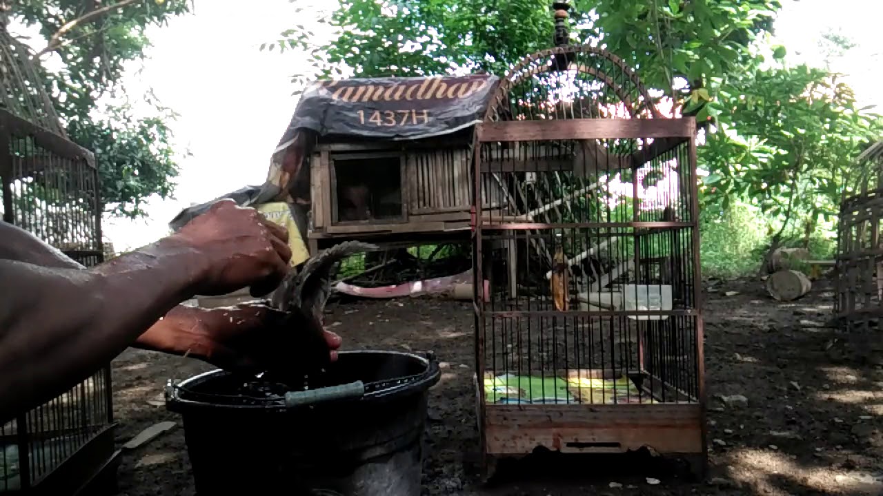 CUKUP AKURAT penjinakan trucuk dengan cara ini...