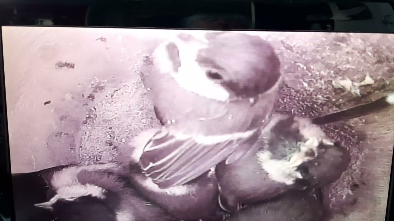 Great tit chick's, one chick fledged