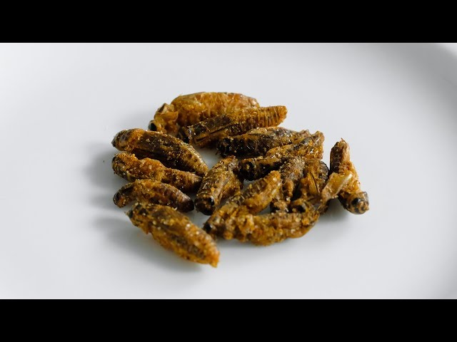 How Eat Grub persuade consumers to eat insects 