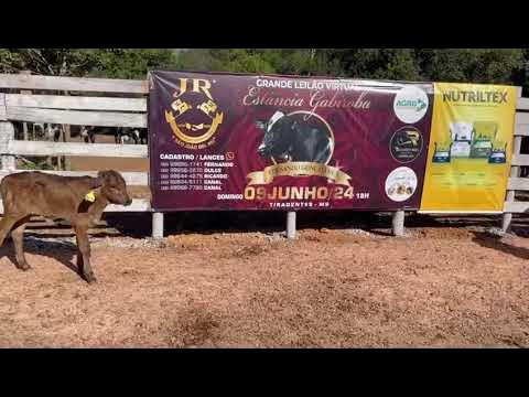 LOTE 77