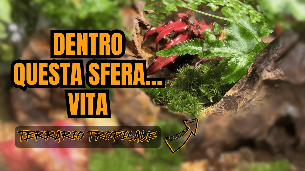 Come ho creato un terrario tropicale in una sfera di vetro