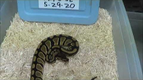 2 2020 Female DH Desert Ghost Piebald Ball Pythons
