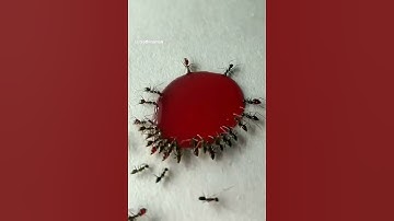 Thumbnail of Ant vs Liquid Candy #Ant#Love#Liquid#Candy🍭🍭🍭