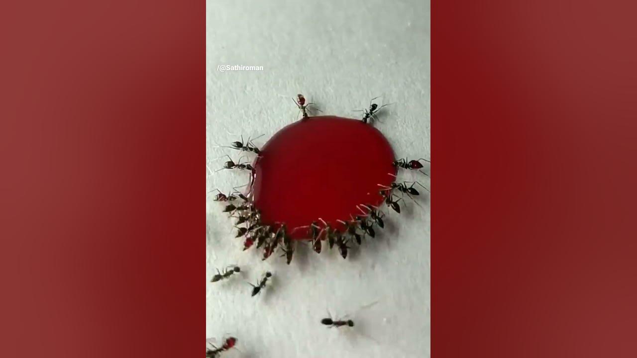 Ant vs Liquid Candy #Ant#Love#Liquid#Candy🍭🍭🍭