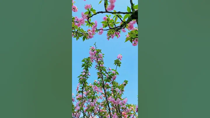 春有約，花不誤，歲歲年年不相負 - 天天要聞