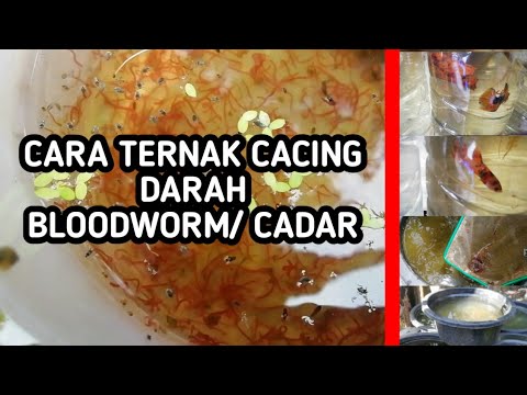 Video: Cara Membiakkan Cacing Darah Di Rumah