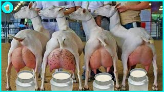 Million Dollar Goat Farm Cheese And Goat Meat Production Technology | Agriculture Technology