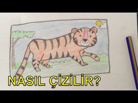 Video: Kalemle Kaplan Nasıl çizilir