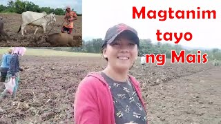 MAGTANIM NAMAN TAYO ULIT NG MAIS II AFTER 3 YEARS OF PINEAPPLE FARM II LIFE IN THE FARM