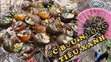 ỐC BƯU NƯỚNG TIÊU XANH  || ALO MIỀN TÂY